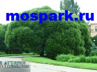 http://www.mospark.ru/images/gbs05_a.jpg