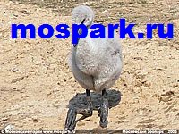 http://www.mospark.ru/images/mzp08_a.jpg