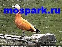 http://www.mospark.ru/images/pks10_a.jpg