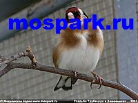 http://www.mospark.ru/images/uth24_a.jpg